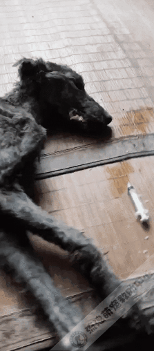 救助人患癌離世,留下3000多隻毛孩子,僅剩口糧撐不過一個星期 救助人患癌離世,留下3000多隻毛孩子,僅剩口糧撐不過一個星期