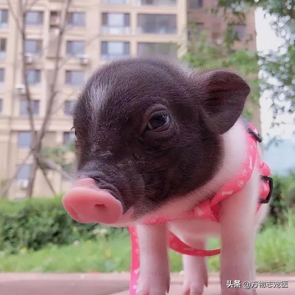 養貓養狗又養豬，養一隻寵物豬是怎樣的體驗？