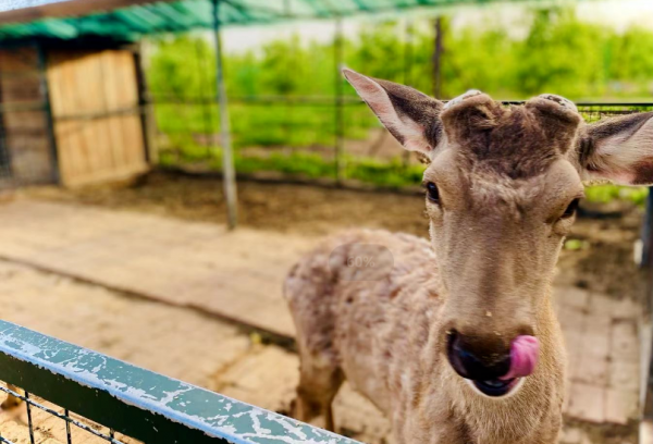 豐臺金秋文化旅遊季——綠野仙蹤郊野樂園，魔法打造的童趣世界！