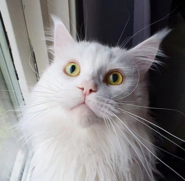 大橘擁有罕見瞳色，引發全網熱議：“全世界找不到第二隻！”