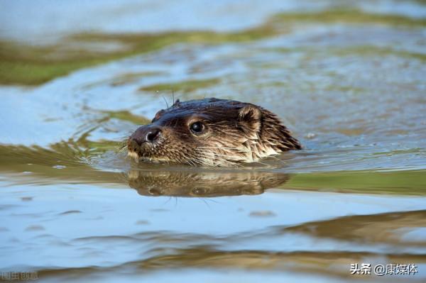 農村老人經常說的“水猴子”是什麼物種?為何不讓孩子靠近水邊? 農村老人經常說的“水猴子”是什麼物種?為何不讓孩子靠近水邊?