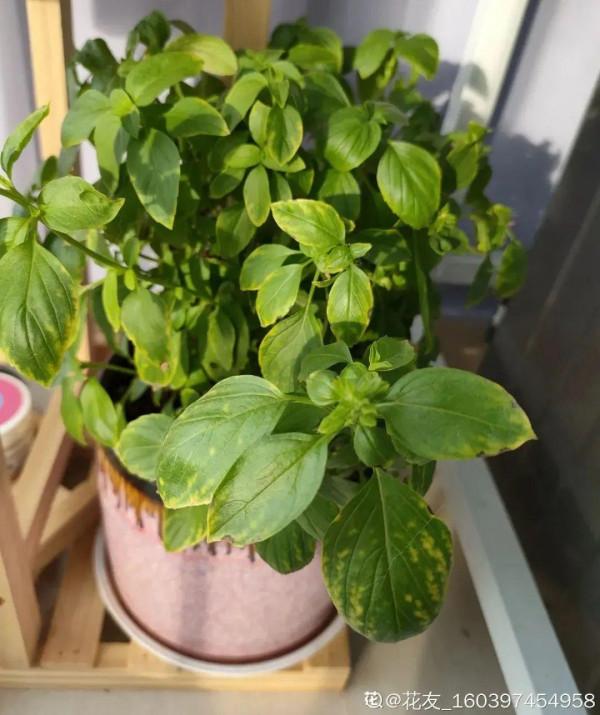 臥室養4種花，一覺睡到天亮，養人養身心