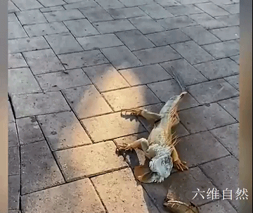 美國出現天上掉下大蜥蜴雨,是氣溫太低,綠鬣蜥被凍得從樹上掉下 美國出現天上掉下大蜥蜴雨,是氣溫太低,綠鬣蜥被凍得從樹上掉下