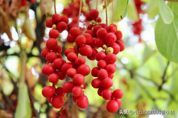 聊一聊治療急慢性肝炎的中成藥——護肝片 聊一聊治療急慢性肝炎的中成藥——護肝片