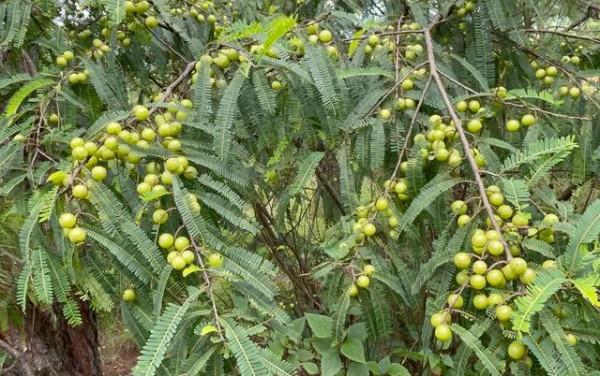雲南大山裡邂逅&OpenCurlyDoubleQuote;野橄欖&rdquo;，味道先酸澀後回甘，最好吃的是豆梨