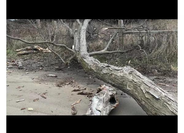 贊！加拿大男子開特斯拉參加婚禮被樹砸，新婚夫婦奇蹟般沒受傷