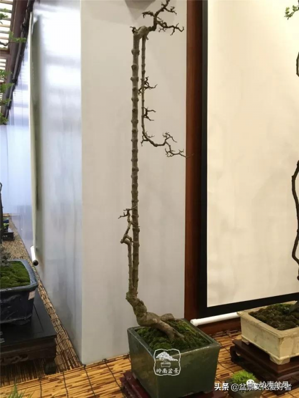 最高水準的素仁格盆景藝術，值得收藏