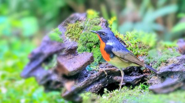 金胸歌鴝是中國特有物種 金胸歌鴝是中國特有物種