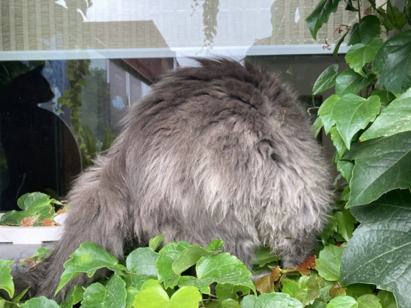 小貓咪“防曬”的奇葩開啟方式合集 小貓咪“防曬”的奇葩開啟方式合集