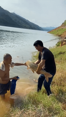 超過5斤就必須放生?重慶男子釣起20斤大鯉魚,轉眼就放回河裡 超過5斤就必須放生?重慶男子釣起20斤大鯉魚,轉眼就放回河裡