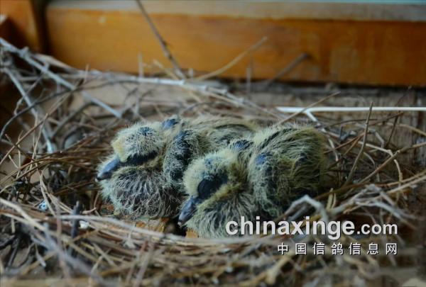 保姆鴿的合理運用