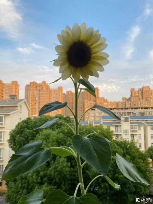 打破偏見!這4種適合送男士的花,他收到一定喜歡 打破偏見!這4種適合送男士的花,他收到一定喜歡