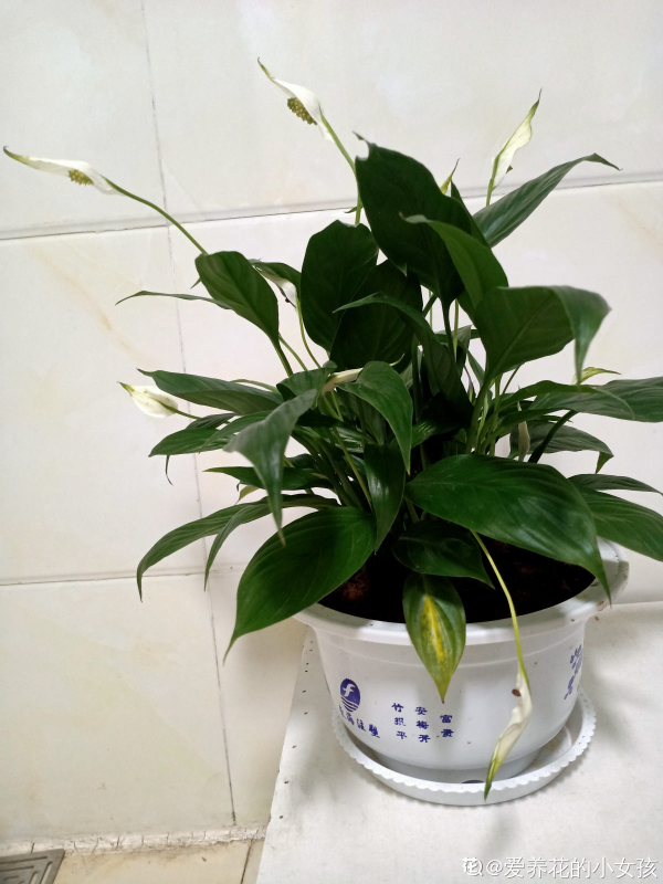 新手看過來,老手不要進!綠植澆水術語和方法,你能懂幾個? 新手看過來,老手不要進!綠植澆水術語和方法,你能懂幾個?