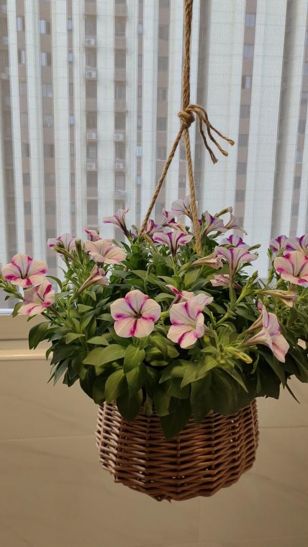 7種花適合孩子養，隨便插土裡就能活，孩子成就感滿滿