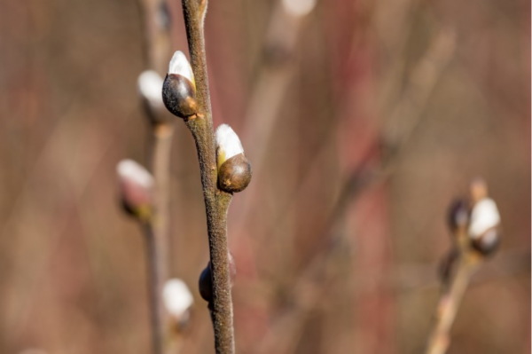 有勇有謀，讓你感覺強大的星座，有主見和擔當，很值得依靠