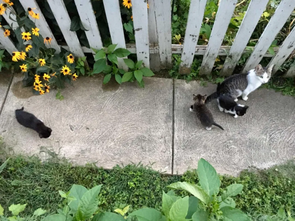 鄰居把懷孕的貓趕出家門,因為他們養了狗 鄰居把懷孕的貓趕出家門,因為他們養了狗