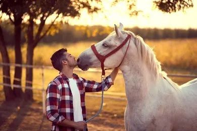 馬兒對你說“我愛你”的5種方式