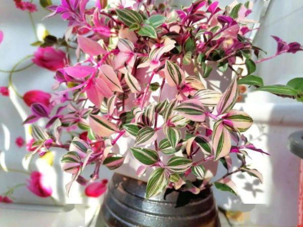 這三種“耐陰花”不適合在室內養，不是迷信，真的有“科學依據”