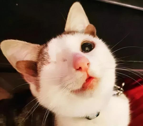 鏟屎官只想領養一隻小貓咪，卻一不小心，領回了一隻全球限量款