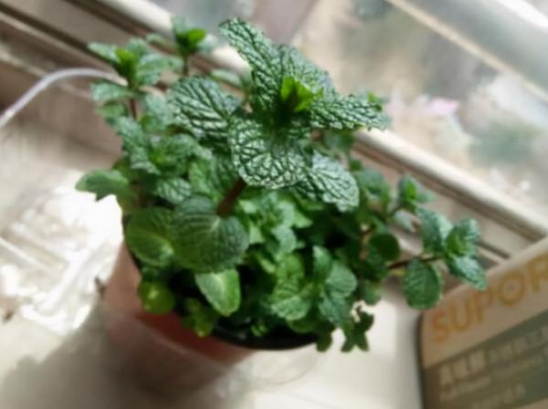 這“4種”花最常見，卻被人忽視，若能回家養1盆，身體會更強壯