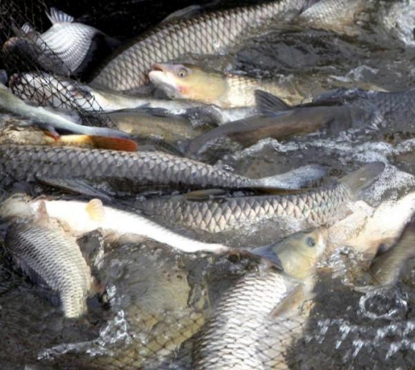 承包20畝魚塘來養殖四大家魚,投資多少錢?是否能年賺10萬元嗎? 承包20畝魚塘來養殖四大家魚,投資多少錢?是否能年賺10萬元嗎?