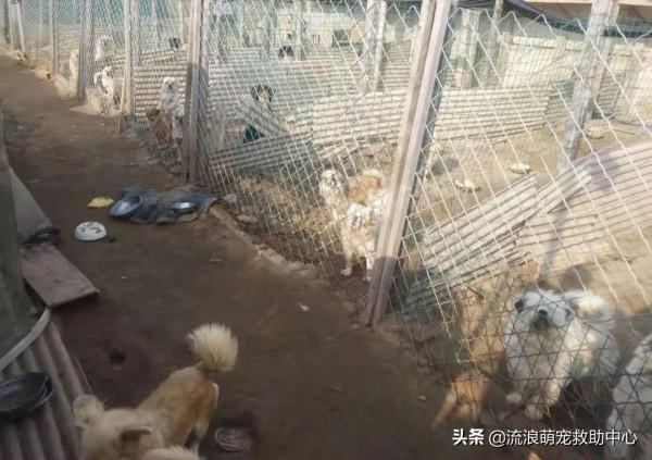 流浪狗被打爆眼睛，扔進垃圾堆，痛苦等死