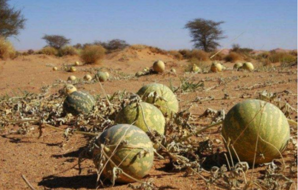100種有毒的花和果，生活中很常見，出門要小心，避免受傷害