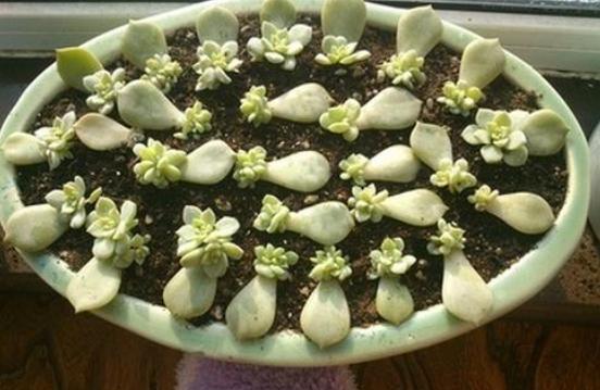 秋天快扦插，10種花不用買，掰個枝子插土裡，嗖嗖生根，成活率高