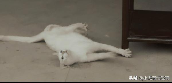 既然說貓沒死，於正和蔣勤勤等人和貓拍個影片，不就行了嗎？