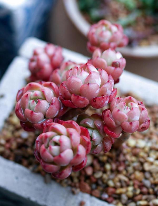 一個植物愛好者的深秋～多肉篇