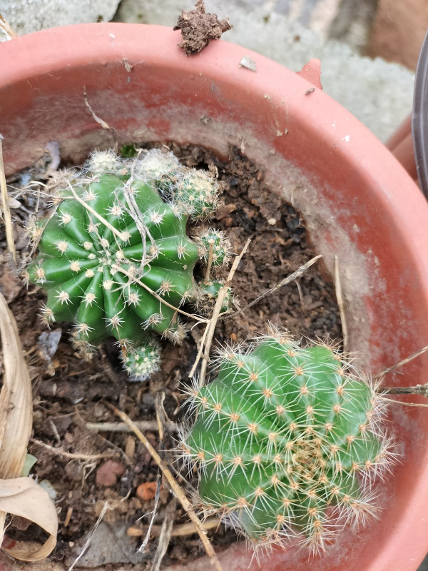 7種植物,葉片一噴水就完蛋,爛葉黑腐真讓人頭大 7種植物,葉片一噴水就完蛋,爛葉黑腐真讓人頭大