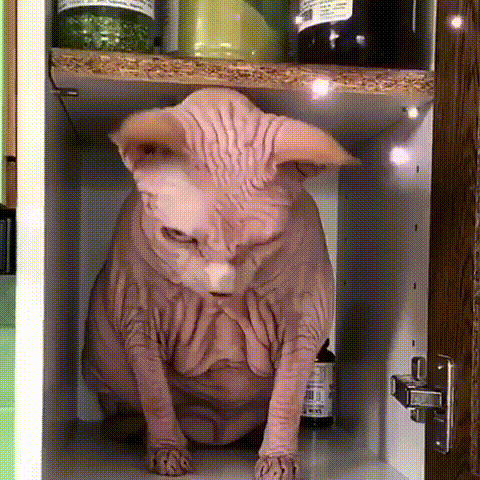 養這些貓很“燒錢”，養得起的人都很牛