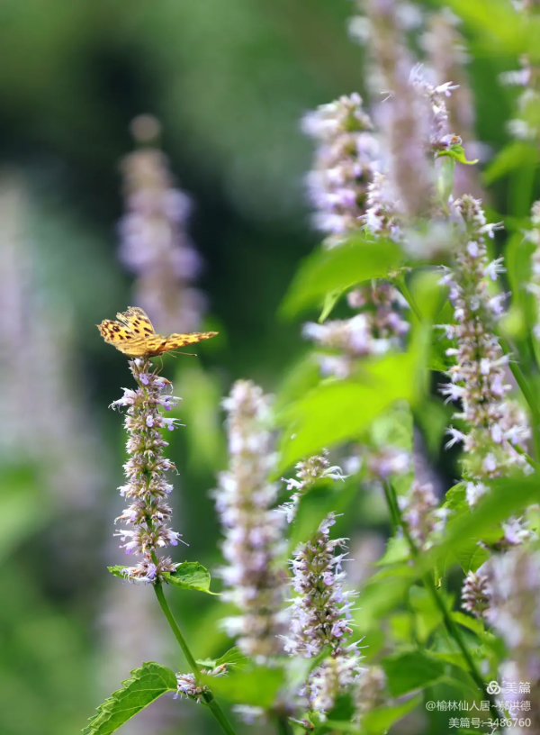 喜訊!北京釋出2021美麗休閒鄉村名錄!我鎮軍屯村入選 喜訊!北京釋出2021美麗休閒鄉村名錄!我鎮軍屯村入選