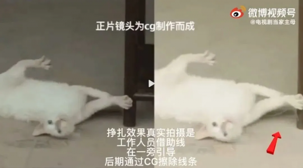 所以於正劇組虐貓了嗎