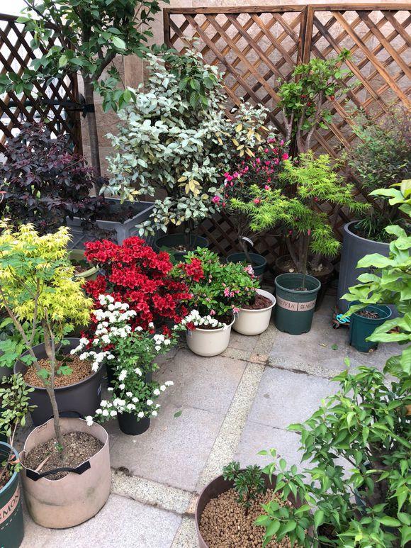 5種“漂亮花”,別隨便曬太陽,曬得越多,開花越少,別弄反了 5種“漂亮花”,別隨便曬太陽,曬得越多,開花越少,別弄反了