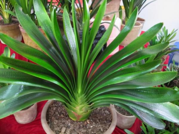 給君子蘭澆水是個技術活，教你幾招，讓你晉升澆水專家