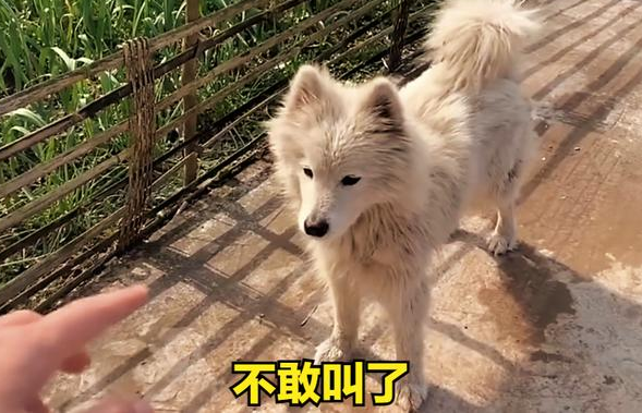 四川男子祖傳奇技,空中畫一個字指狗,狗就不敢咬人,秘訣揭曉 四川男子祖傳奇技,空中畫一個字指狗,狗就不敢咬人,秘訣揭曉