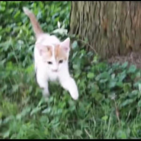 小貓被困樹上下不來,貓媽媽一臉惆悵:為什麼我的孩子下不來? 小貓被困樹上下不來,貓媽媽一臉惆悵:為什麼我的孩子下不來?