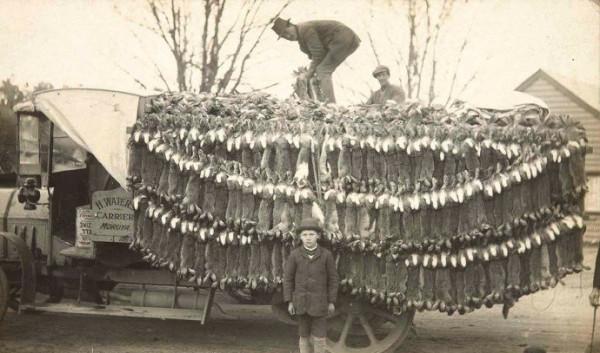 “人兔大戰”澳大利亞完敗,超100億野兔成災,當地人為何不吃? “人兔大戰”澳大利亞完敗,超100億野兔成災,當地人為何不吃?