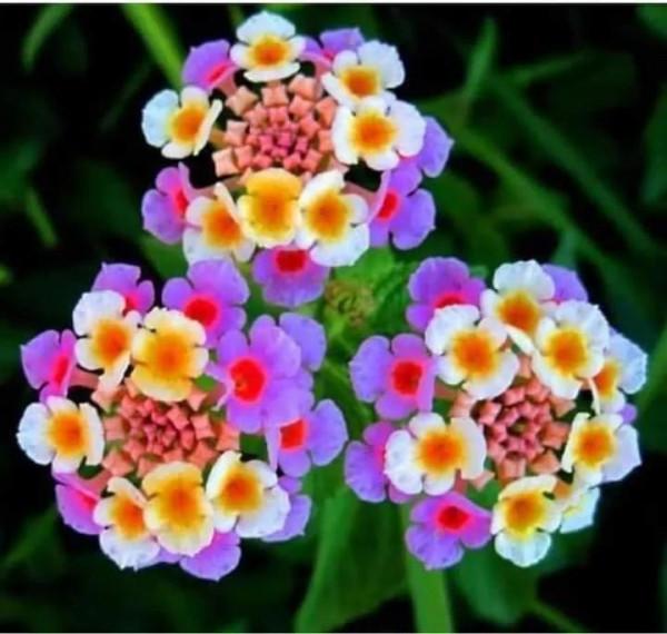 馬纓丹的花樣年華