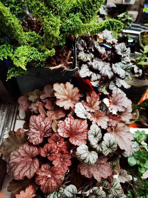 礬根植物界的“水彩畫”，零下30度凍不死，陽臺也變小花園