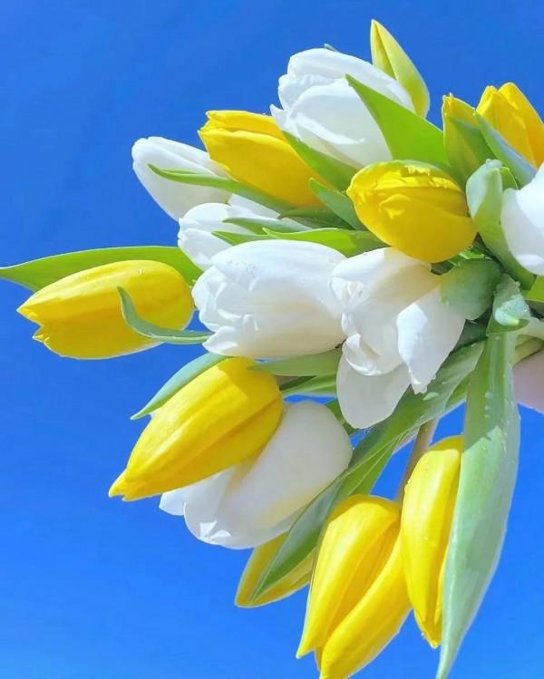 小雪悠悠冬來遲 小雪悠悠冬來遲