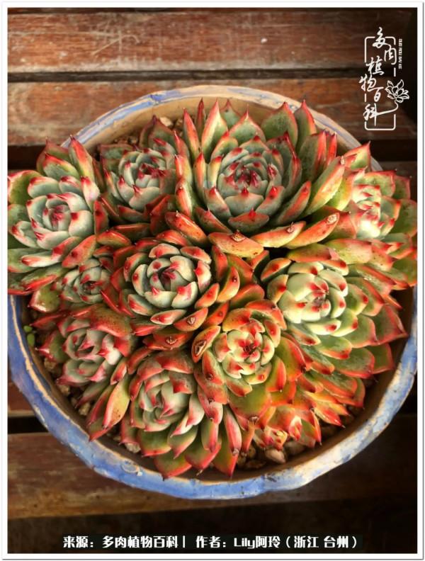 多肉是一個人的狂歡，小城多肉花壇準備出道啦