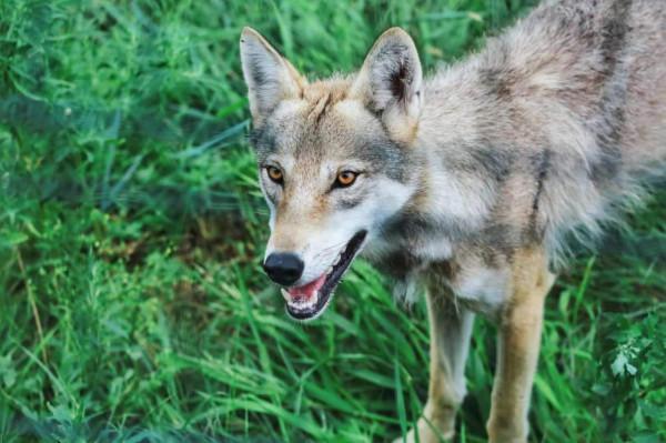 美妙夏日，世界四大草原之一，最好吃的羊肉，錫林郭勒自駕攻略