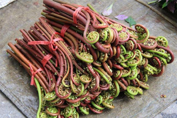 農村常見又好吃的野菜，它們既是菜，也是藥，藥食兩用價值高