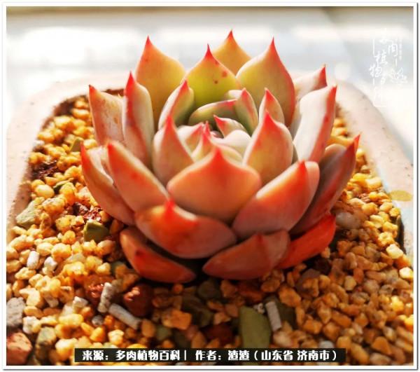 一個不稱職90後的闡述：何以解憂？唯有多肉