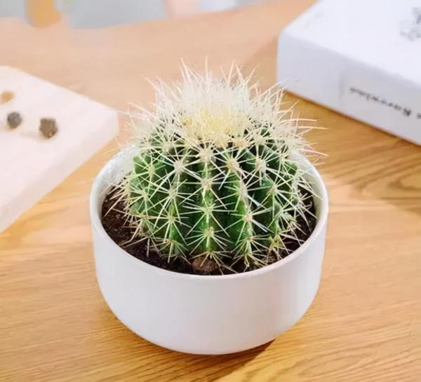 花市有“大貓膩”,新手養花總是“掛”,原因都在這裡了 花市有“大貓膩”,新手養花總是“掛”,原因都在這裡了