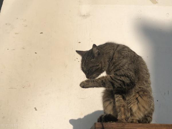 喂貓的老人 喂貓的老人