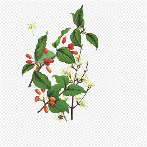 分享一則糖尿病、常用臨床驗方——降糖散