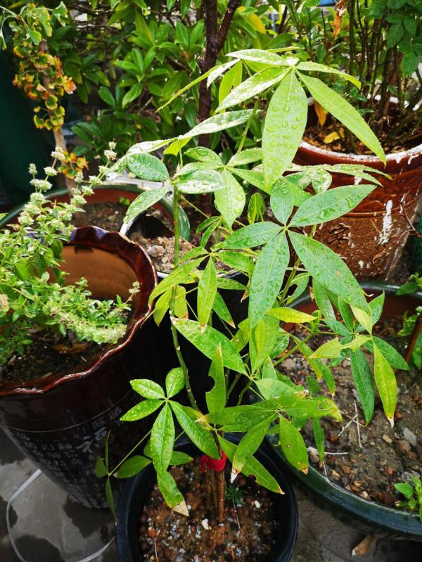 用愛滋養，展現其風采